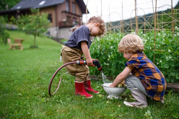 Dua anak kecil di kebun sayur, gaya hidup berkelanjutan. — Stok Foto