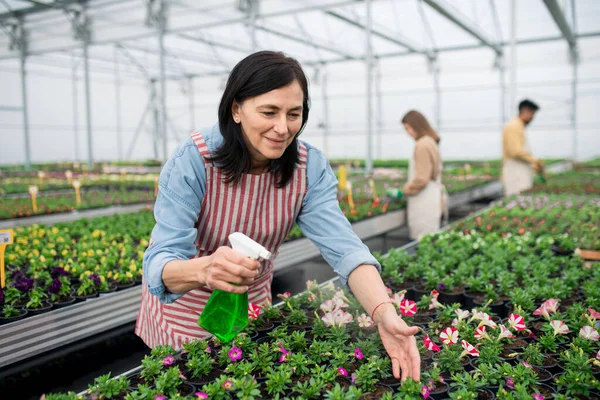 Retrato de personas que trabajan en invernadero en el centro de jardinería, mujeres rociando plantas con agua. — Foto de Stock