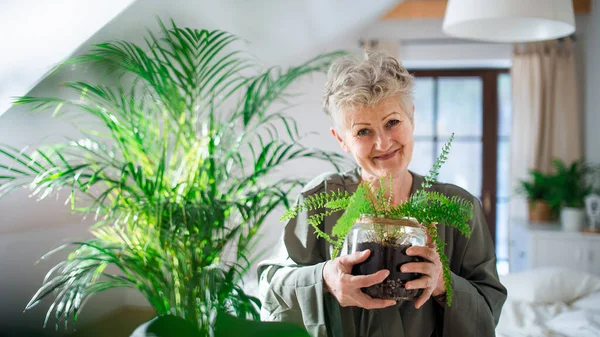 自宅で鉢植えの植物の世話をする幸せな先輩女性、カメラを見て. — ストック写真