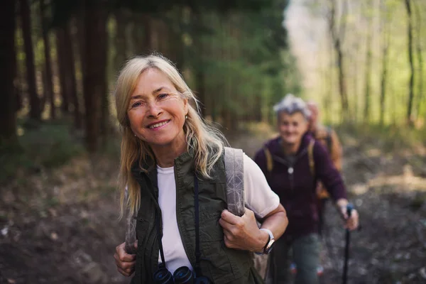 Mulheres idosas caminhantes ao ar livre andando na floresta na natureza, olhando para a câmera. — Fotografia de Stock