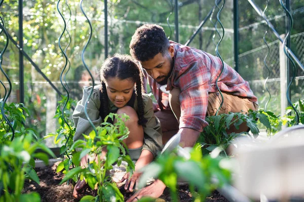 Felice giovane padre con piccola figlia che lavora all'aperto in cortile, giardinaggio e concetto di serra. — Foto Stock