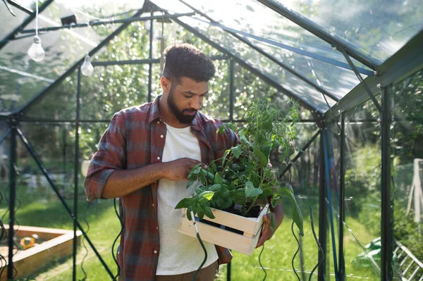 Joven feliz trabajando al aire libre en el patio trasero, jardinería y concepto de invernadero. — Foto de Stock