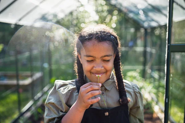 Glad liten flicka trädgårdsskötsel i växthus utomhus i trädgården, håller liten blomma. — Stockfoto