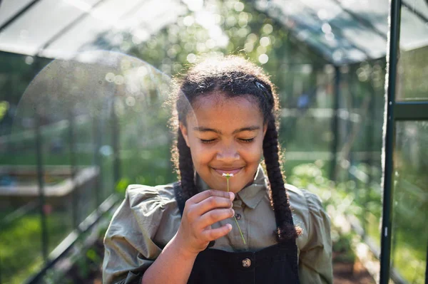 Happy small girl berkebun di luar rumah kaca di halaman belakang, memegang bunga kecil. — Stok Foto