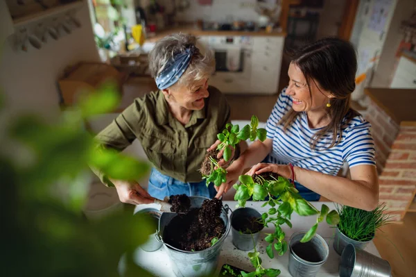 Blick aus der Vogelperspektive auf eine glückliche Seniorin mit erwachsener Tochter zu Hause beim Pflanzen von Kräutern. — Stockfoto