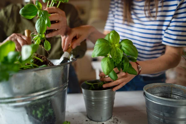 Top view of unrecognizable senior mother with adult daughter indoors at home, planting herbs. — Stock Photo, Image