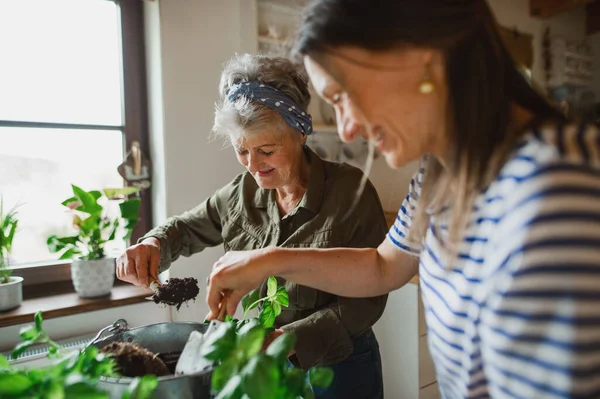 Mãe sênior feliz com filha adulta em casa, plantando ervas. — Fotografia de Stock