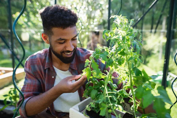 Joven feliz trabajando al aire libre en el patio trasero, jardinería y concepto de invernadero. — Foto de Stock