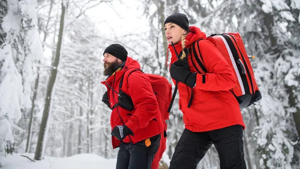 Низький кут зору парамедиків з гірських рятувальних служб, що йдуть на відкритому повітрі взимку в лісі . — стокове фото