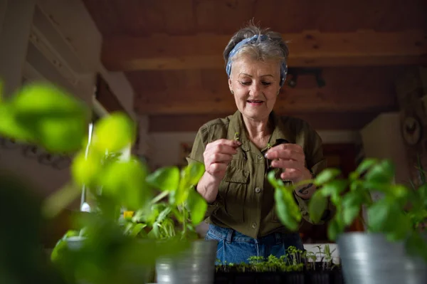 Vue à angle bas de la femme âgée heureuse à l'intérieur à la maison, la plantation d'herbes. — Photo