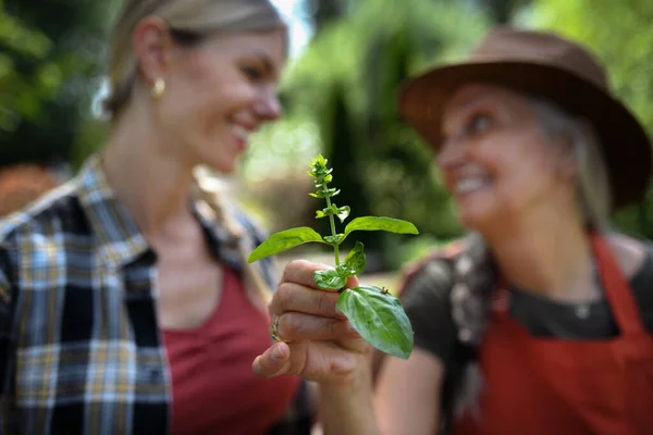 Two female farmers holding a plant herb outdoors at community farm. — Stock Photo, Image