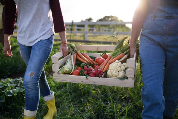 Unerkennbare Bäuerinnen tragen Kiste mit selbst angebautem Gemüse im Freien auf dem Bauernhof der Gemeinde. — Stockfoto