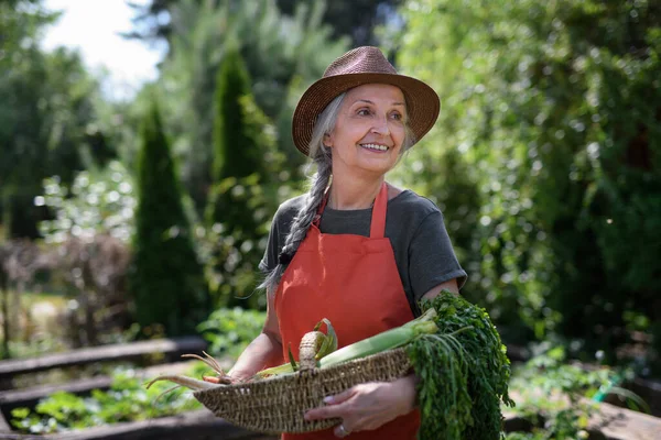 Senior female farmer carrying basket with homegrown vegetables outdoors at community farm. — Stock Photo, Image