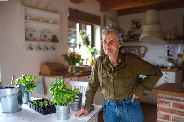 Happy senior woman indoors at home, planting herbs. — Stock Photo, Image