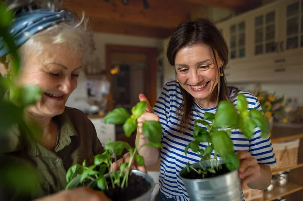 幸せなシニア母とともに大人の娘屋内自宅で、ハーブを植える. — ストック写真