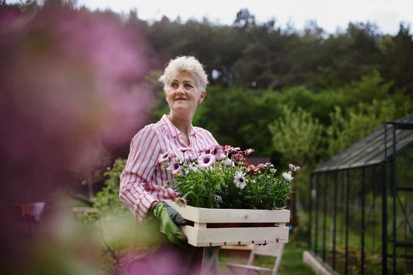 Femme senior fleuriste portant la caisse avec des fleurs plantées à l'extérieur dans le jardin. — Photo