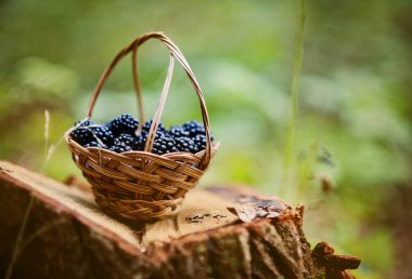 sepet böğürtlen ile dolu