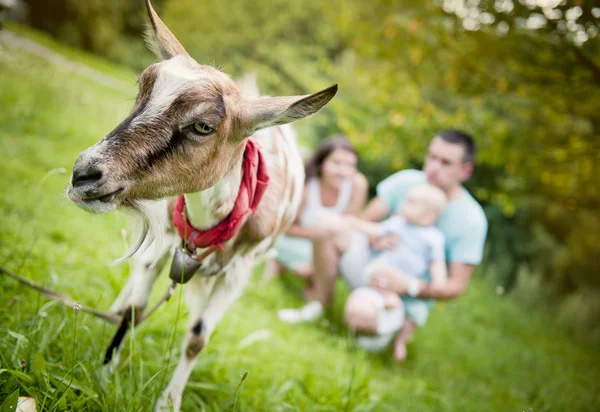 Happy family with goat — Stock Photo, Image