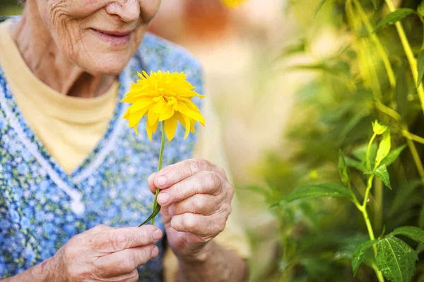 Seniorin mit Blume — Stockfoto