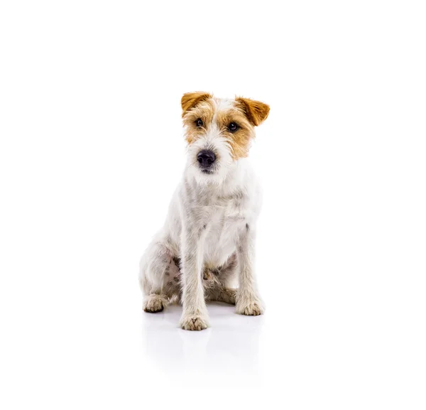 Parson russell terrier köpek — Stok fotoğraf