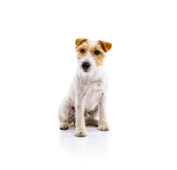 Parson russell terrier dog