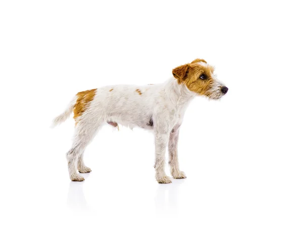 Parson russell terrier köpek — Stok fotoğraf