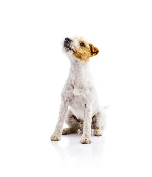 Parson russell terrier köpek — Stok fotoğraf