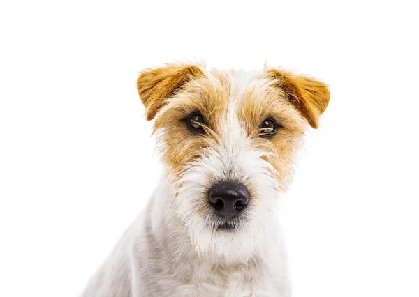 Parson russell terrier köpek — Stok fotoğraf