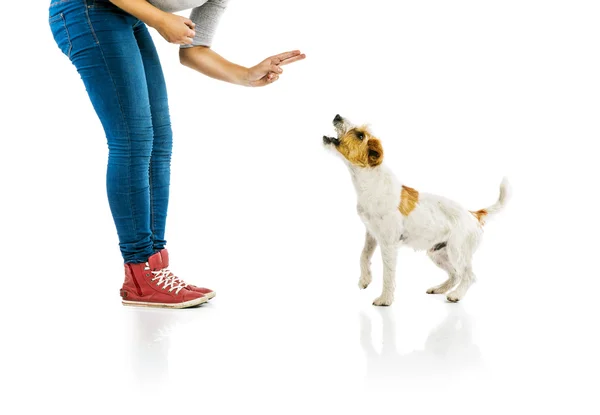 Mujer entrenando perro — Foto de Stock