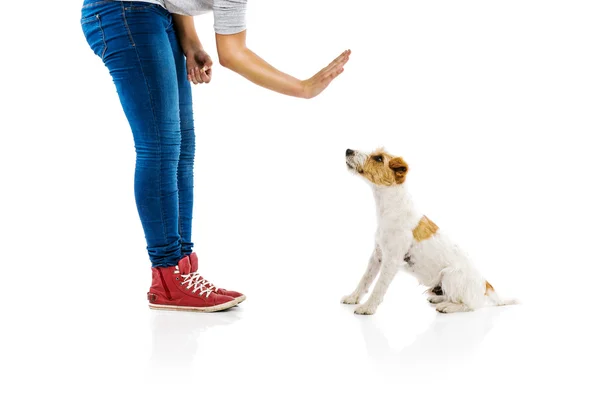 Mulher cão de treinamento — Fotografia de Stock