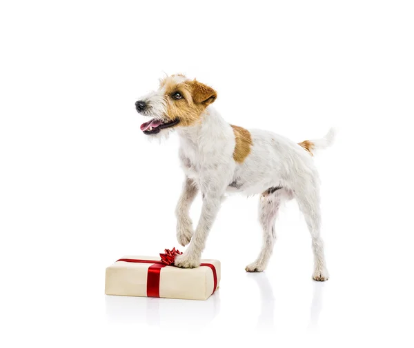Parson russell terrier hund med gave – stockfoto