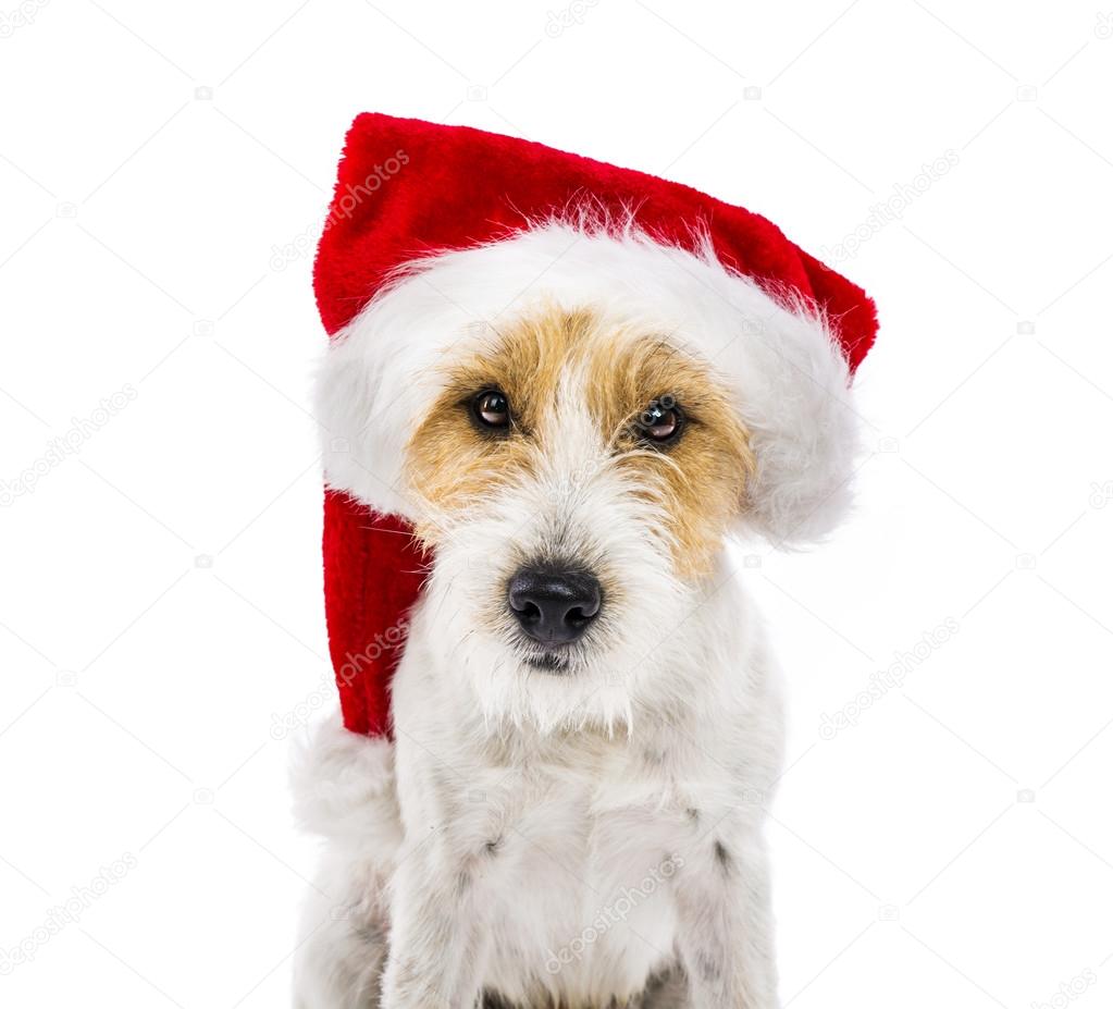 Russell terrier dog in santa hat