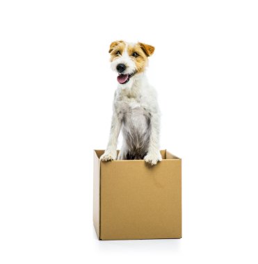 Kağıt kutusu içinde oturan köpek