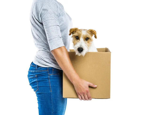 Woman with dog in cardboard box — Stock Photo, Image