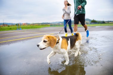 Çift köpek yağmurda yürümek..