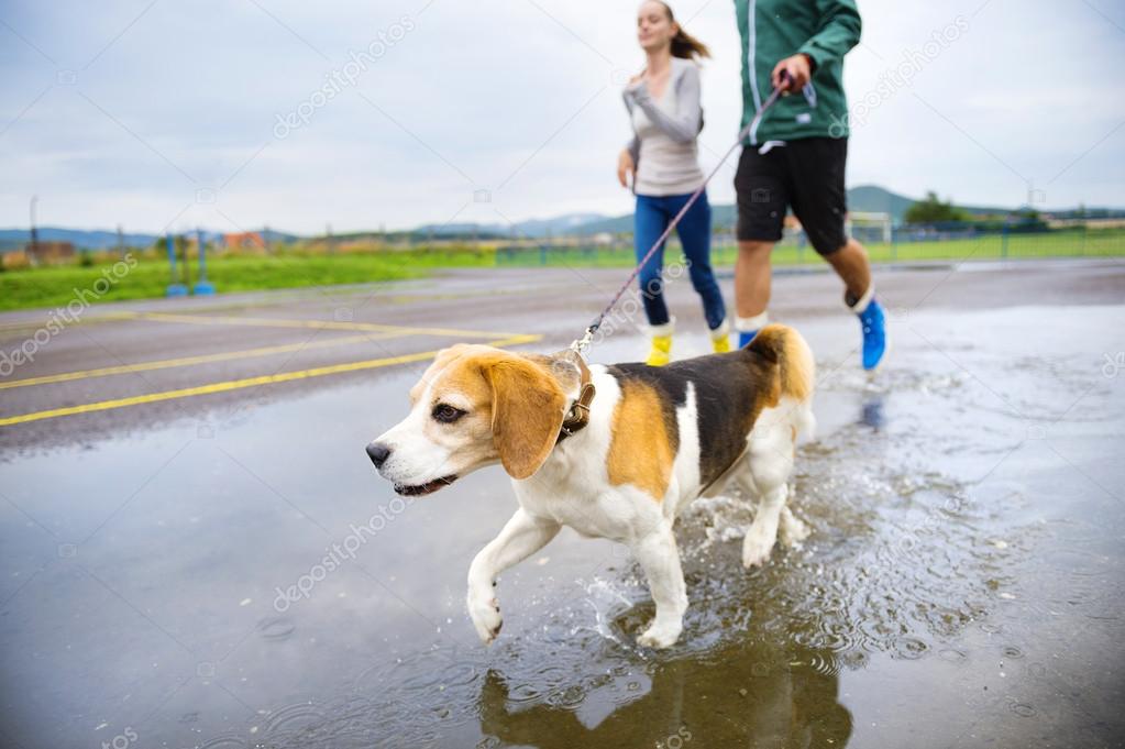 Couple walk dog in rain.