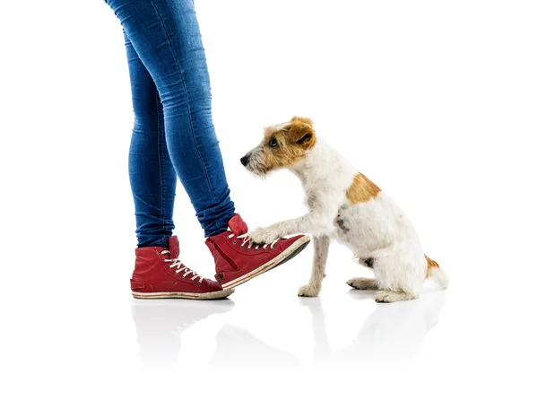 Woman training dog — Stock Photo, Image