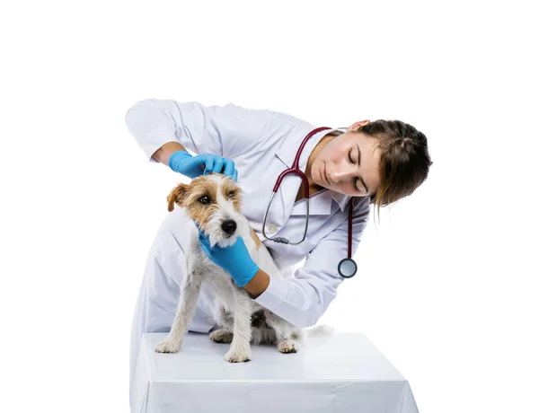 Veterinaria femenina perro examinador — Foto de Stock