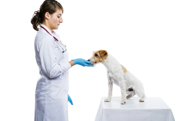 Veterinaria femenina perro examinador — Foto de Stock