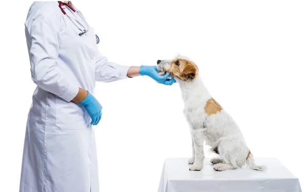 Veterinaria femenina perro examinador — Foto de Stock