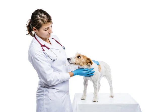 Veterinaria femenina perro examinador —  Fotos de Stock