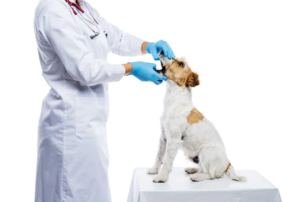Kvinnlig veterinär undersöker hund — Stockfoto