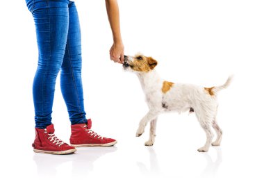 Kadın besleme köpek