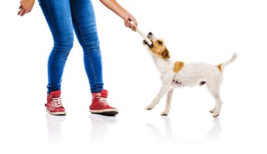 Kadın besleme köpek