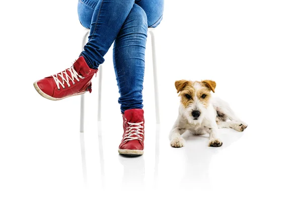 Cane seduto accanto alla donna — Foto Stock