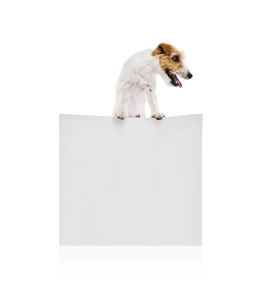 Terrier dog with blank advertisement — Stock Photo, Image