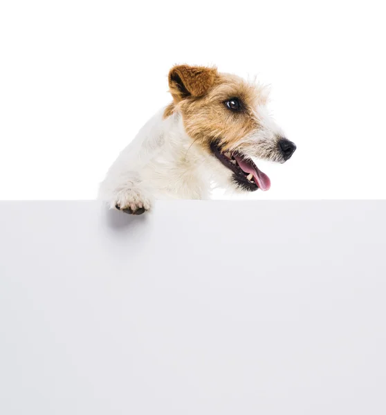 Terrier dog with blank advertisement — Stock Photo, Image