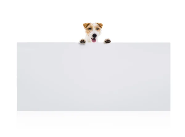 Terier pies z puste reklama — Zdjęcie stockowe