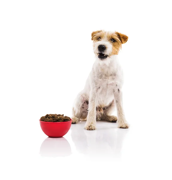 Dog with red bowl full of dog food — Stock Photo, Image