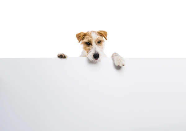 Terrier dog with blank advertisement — Stock Photo, Image